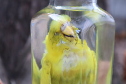 Parakeet Wet Specimen