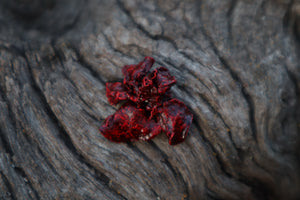 Dry Preserved Stillborn Kitten Lungs