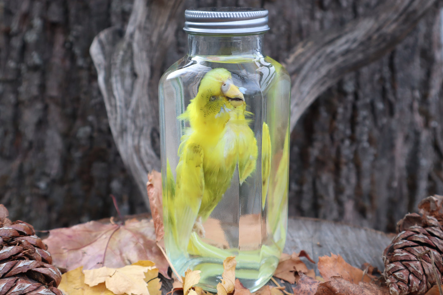 Parakeet Wet Specimen