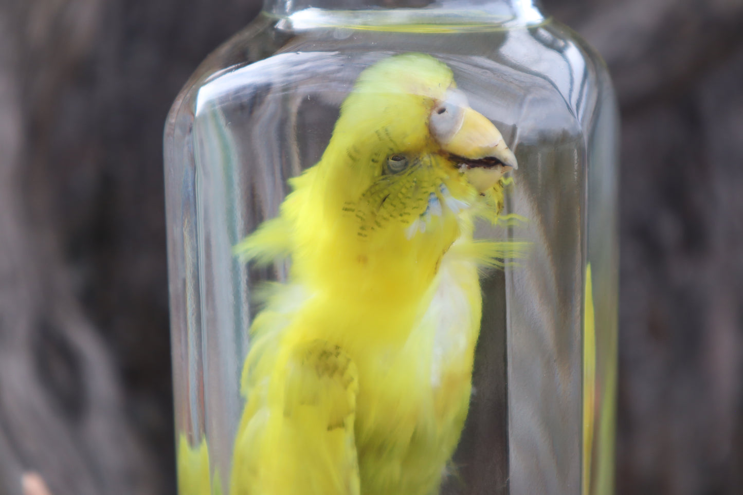 Parakeet Wet Specimen