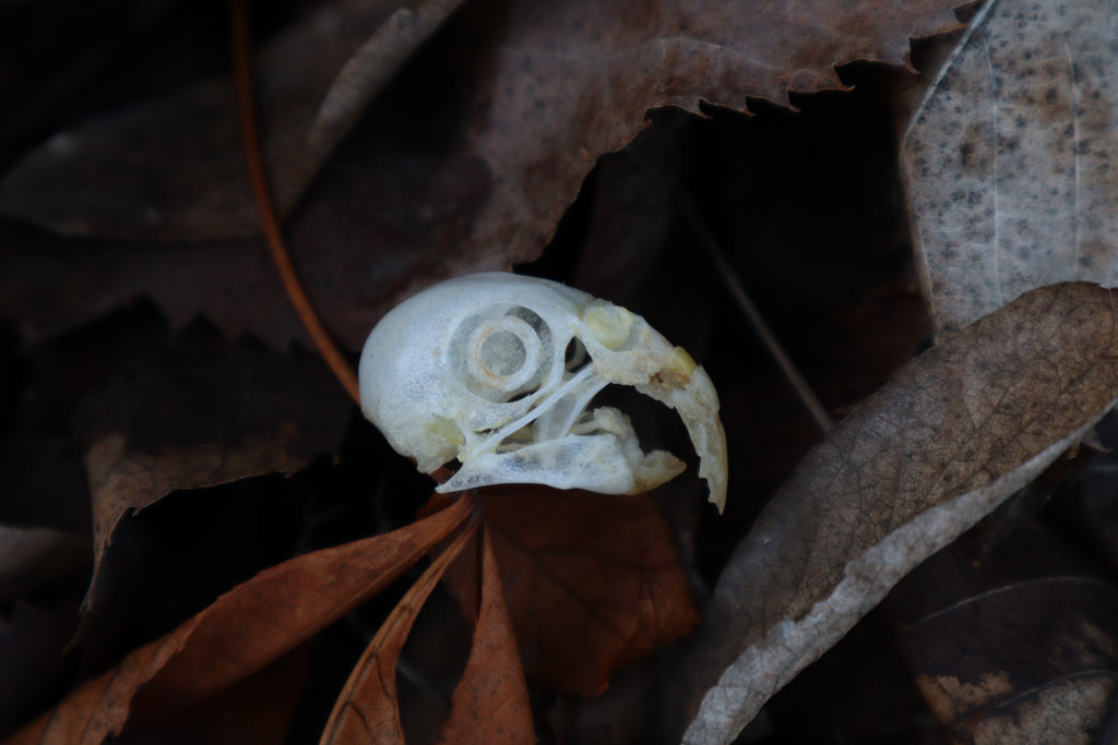 Parakeet Skull with Overgrown Beak and Sclerotic Rings