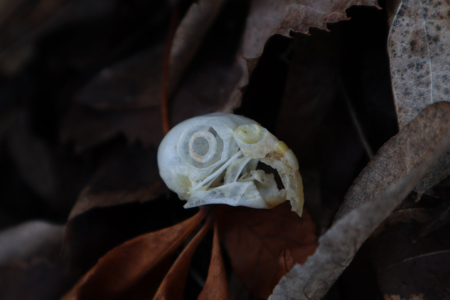 Parakeet Skull with Overgrown Beak and Sclerotic Rings