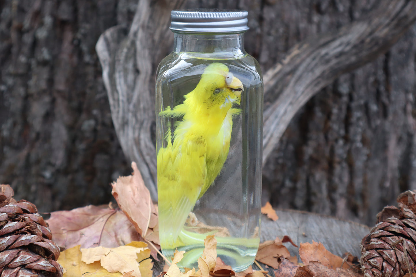 Parakeet Wet Specimen