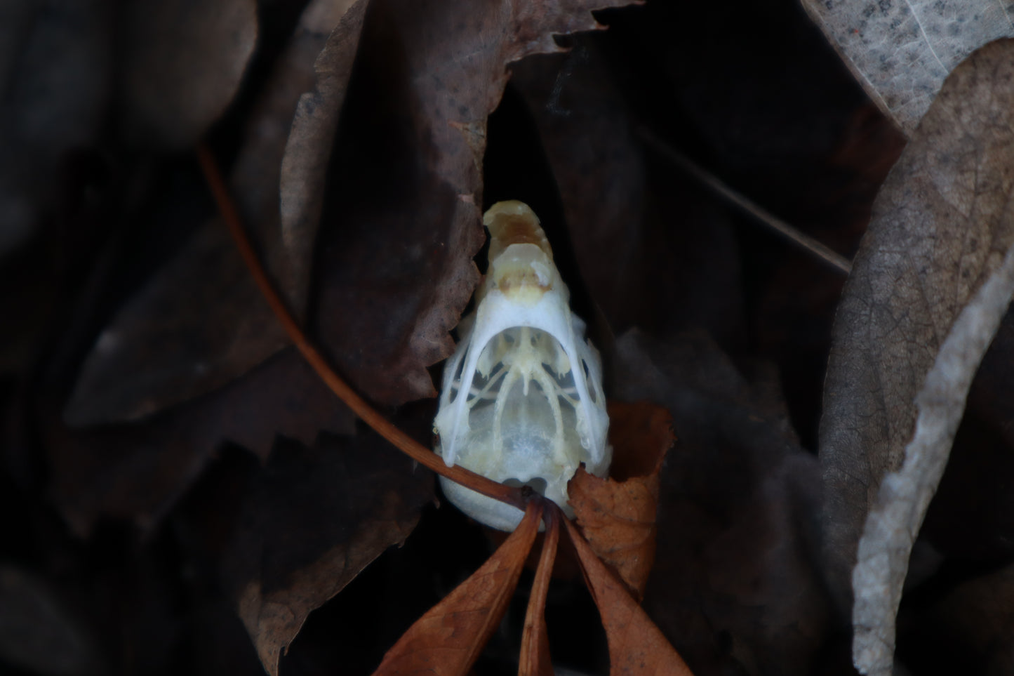 Parakeet Skull with Overgrown Beak and Sclerotic Rings