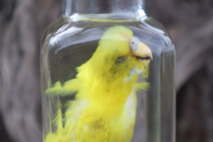 Parakeet Wet Specimen