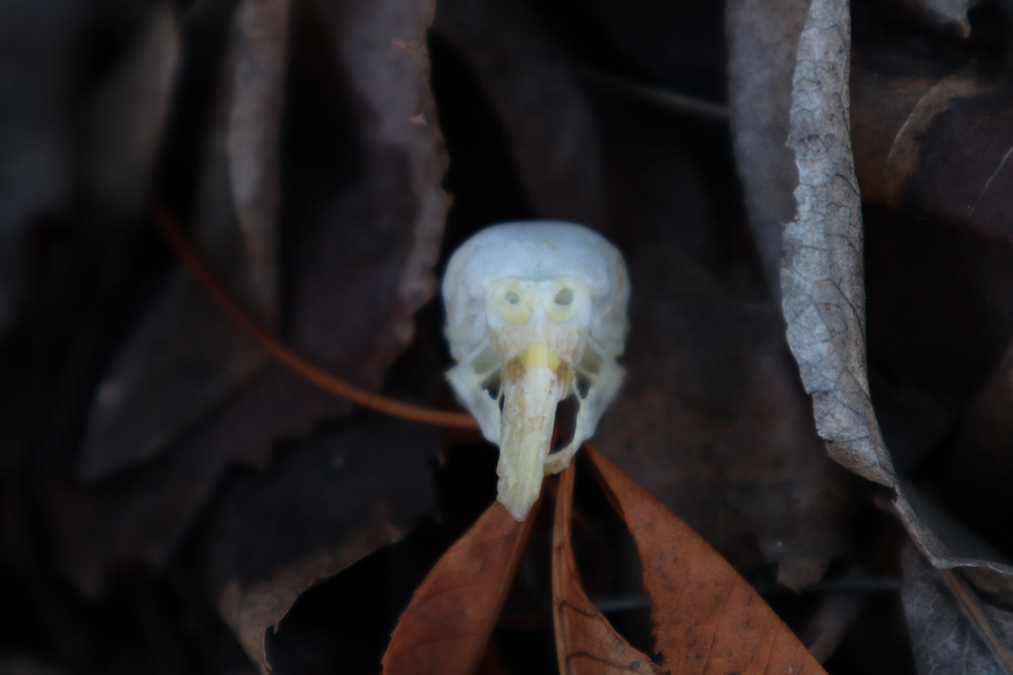 Parakeet Skull with Overgrown Beak and Sclerotic Rings
