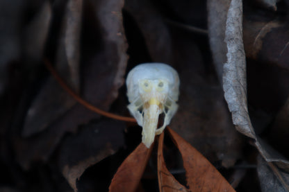 Parakeet Skull with Overgrown Beak and Sclerotic Rings