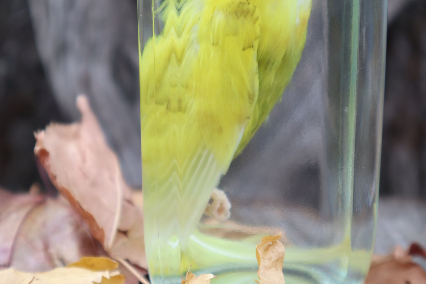 Parakeet Wet Specimen