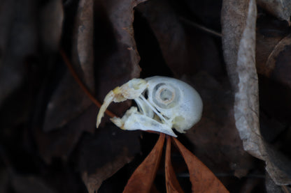 Parakeet Skull with Overgrown Beak and Sclerotic Rings