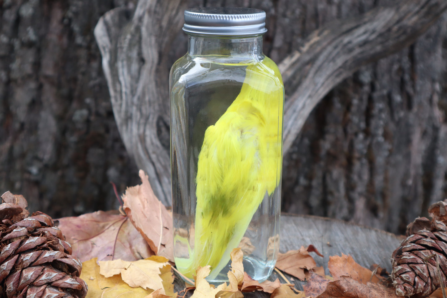Parakeet Wet Specimen