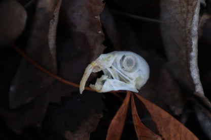 Parakeet Skull with Overgrown Beak and Sclerotic Rings