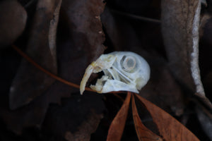 Parakeet Skull with Overgrown Beak and Sclerotic Rings