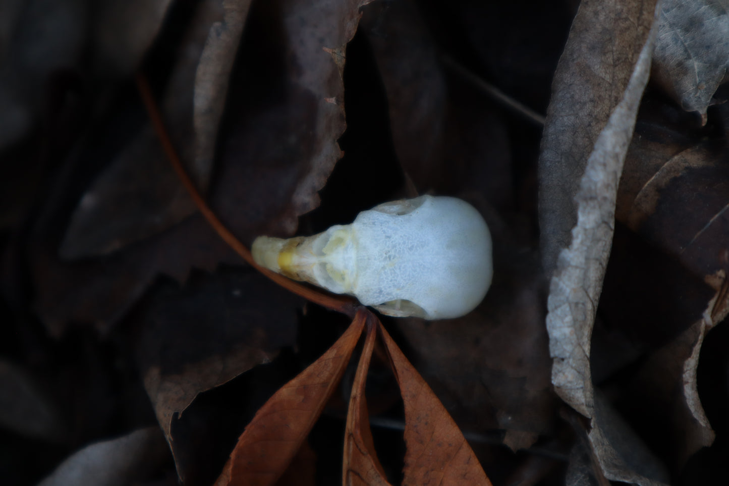 Parakeet Skull with Overgrown Beak and Sclerotic Rings