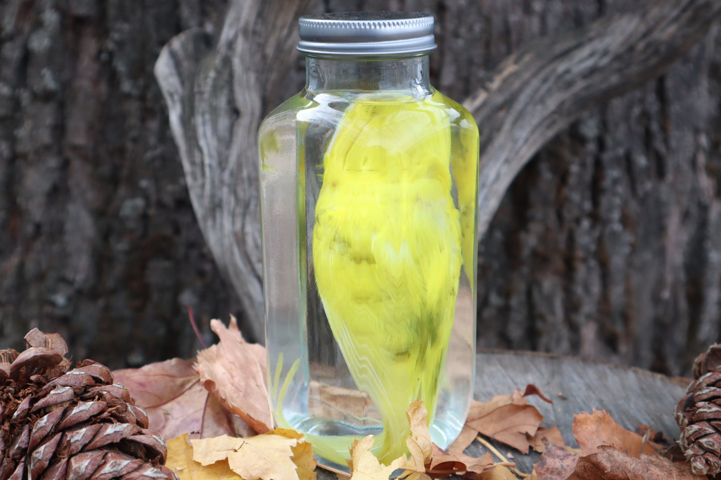 Parakeet Wet Specimen