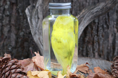 Parakeet Wet Specimen