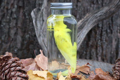 Parakeet Wet Specimen