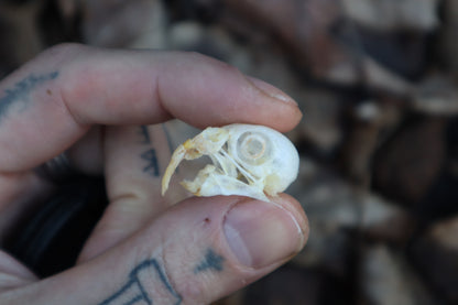 Parakeet Skull with Overgrown Beak and Sclerotic Rings