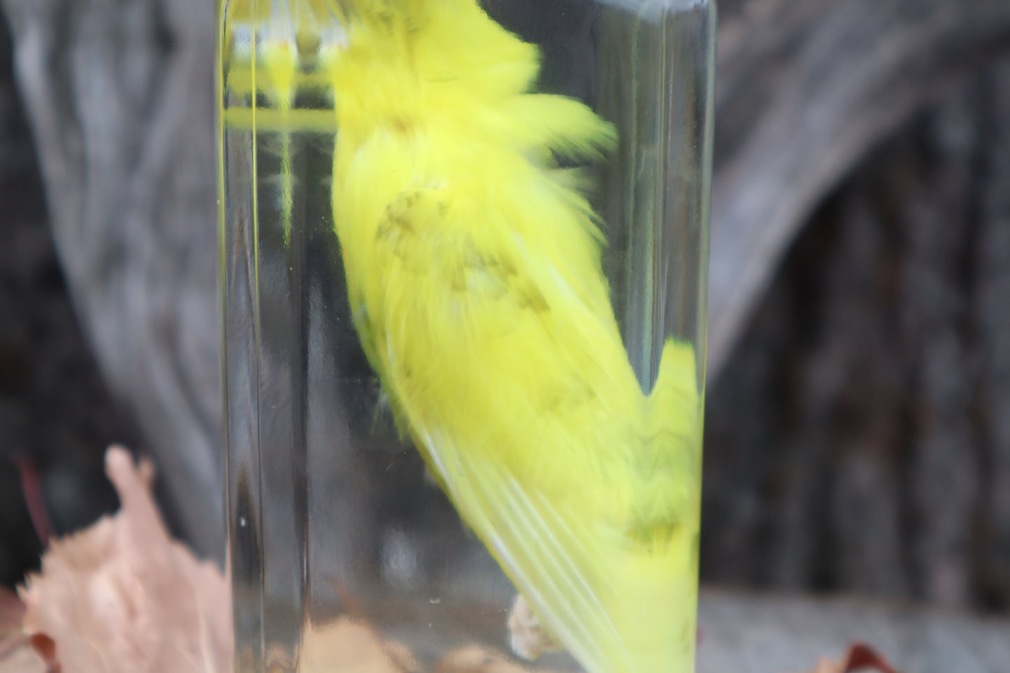 Parakeet Wet Specimen