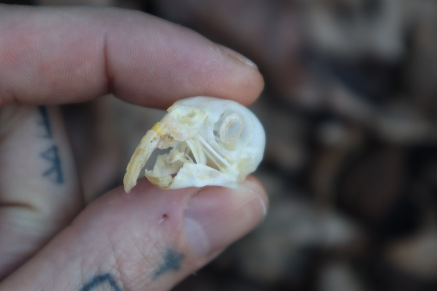 Parakeet Skull with Overgrown Beak and Sclerotic Rings