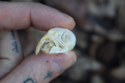 Parakeet Skull with Overgrown Beak and Sclerotic Rings