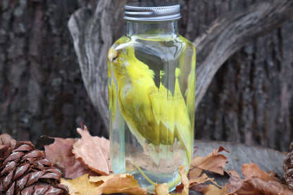 Parakeet Wet Specimen