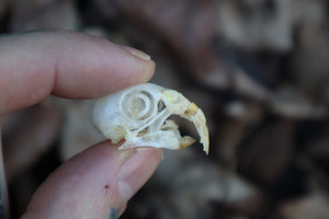 Parakeet Skull with Overgrown Beak and Sclerotic Rings