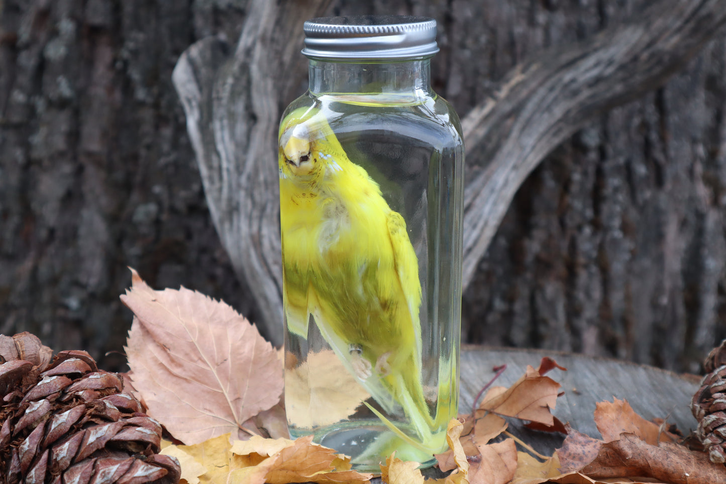 Parakeet Wet Specimen