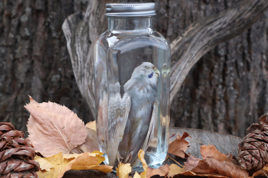 Parakeet Wet Specimen