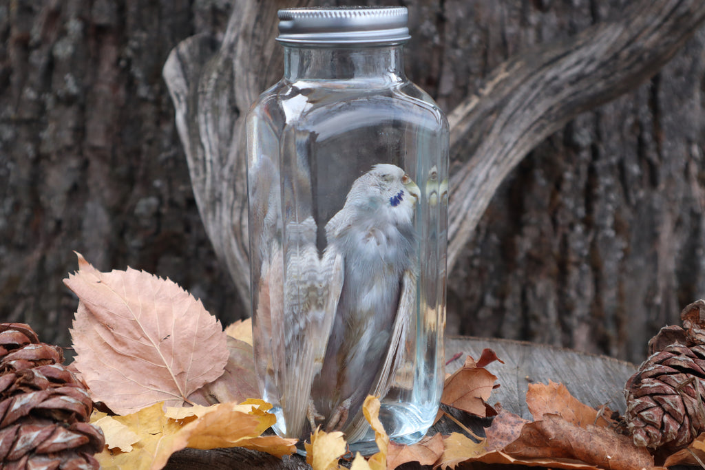 Parakeet Wet Specimen