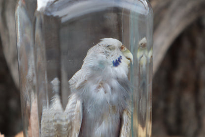 Parakeet Wet Specimen