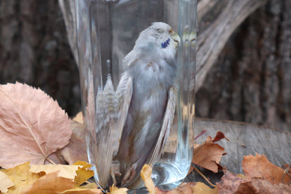 Parakeet Wet Specimen