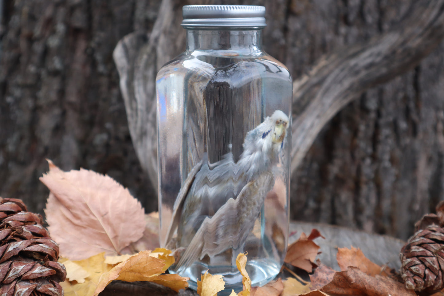 Parakeet Wet Specimen