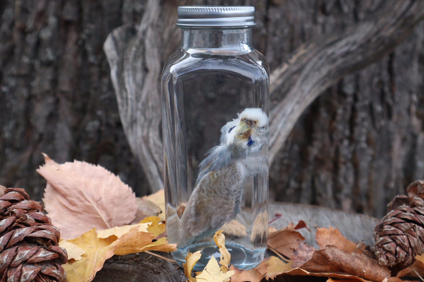 Parakeet Wet Specimen