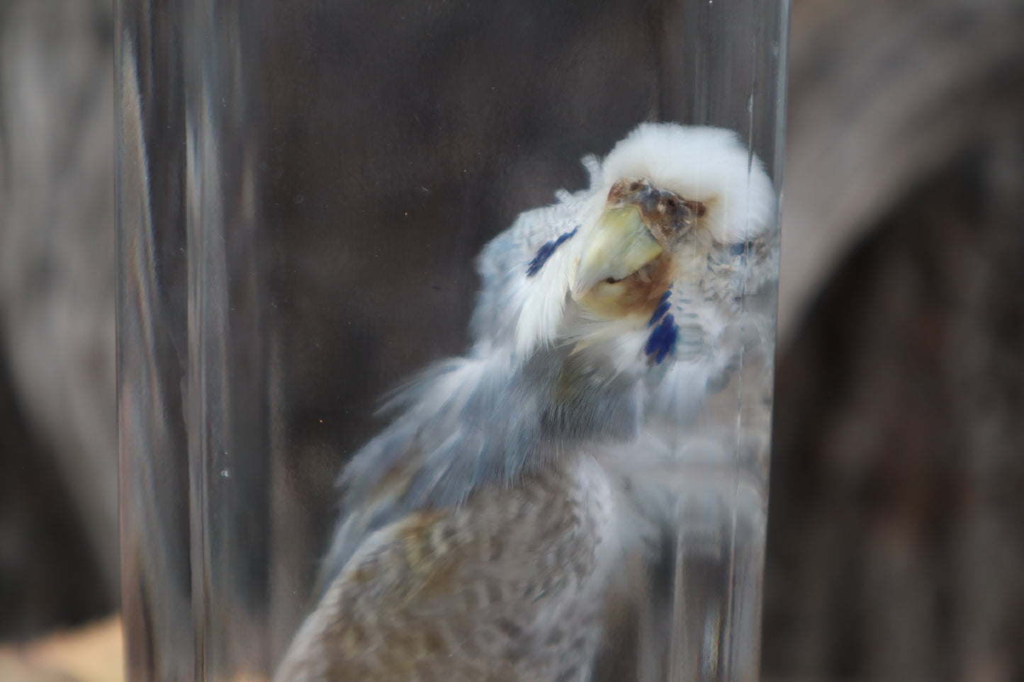 Parakeet Wet Specimen