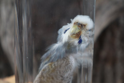 Parakeet Wet Specimen