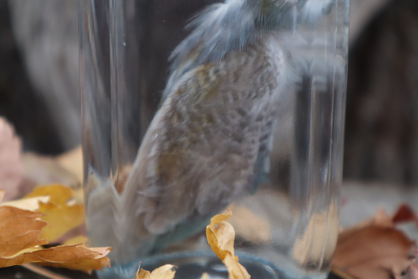 Parakeet Wet Specimen