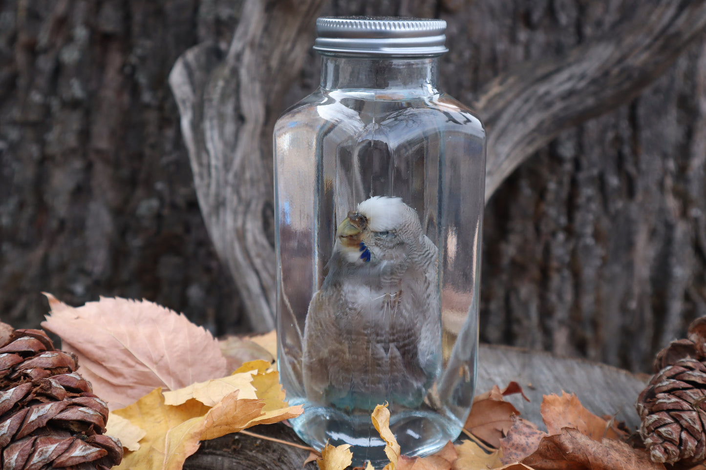 Parakeet Wet Specimen
