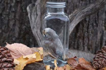 Parakeet Wet Specimen