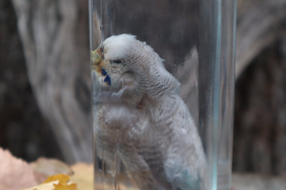 Parakeet Wet Specimen