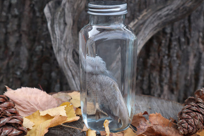 Parakeet Wet Specimen