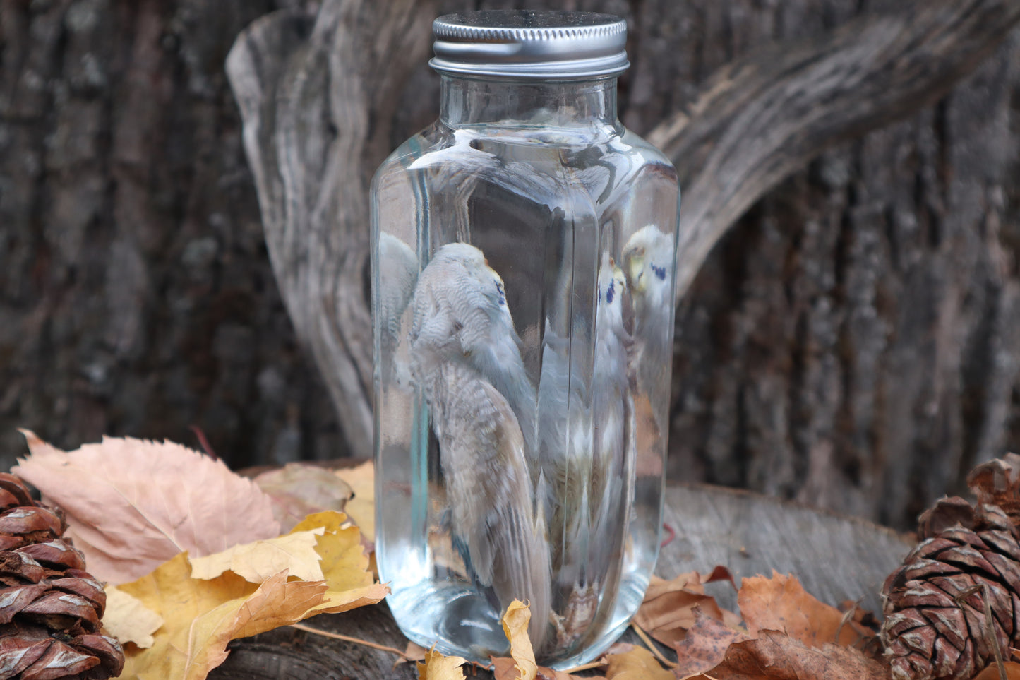 Parakeet Wet Specimen