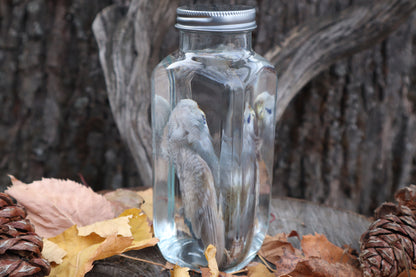 Parakeet Wet Specimen