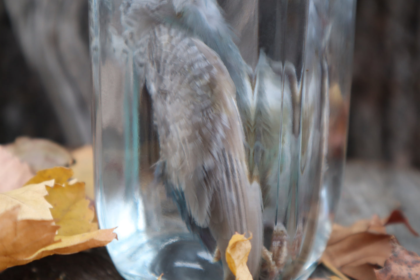 Parakeet Wet Specimen