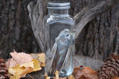 Parakeet Wet Specimen