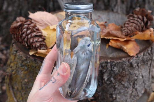 Parakeet Wet Specimen