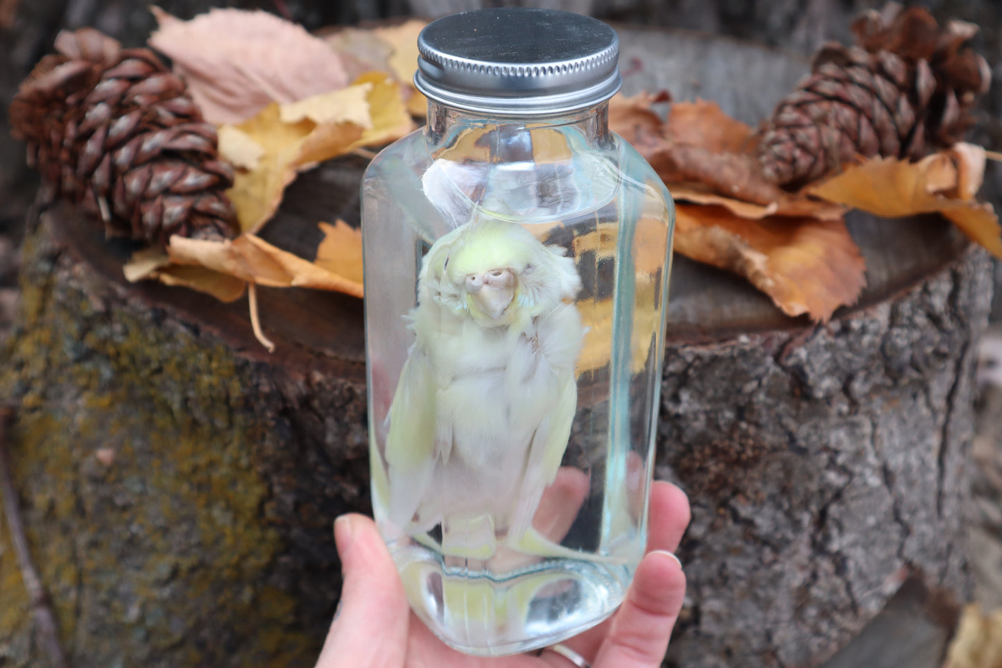 Parakeet Wet Specimen