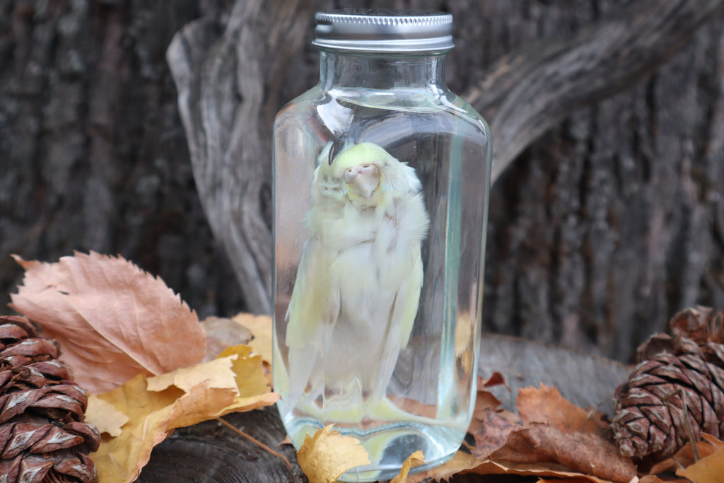 Parakeet Wet Specimen
