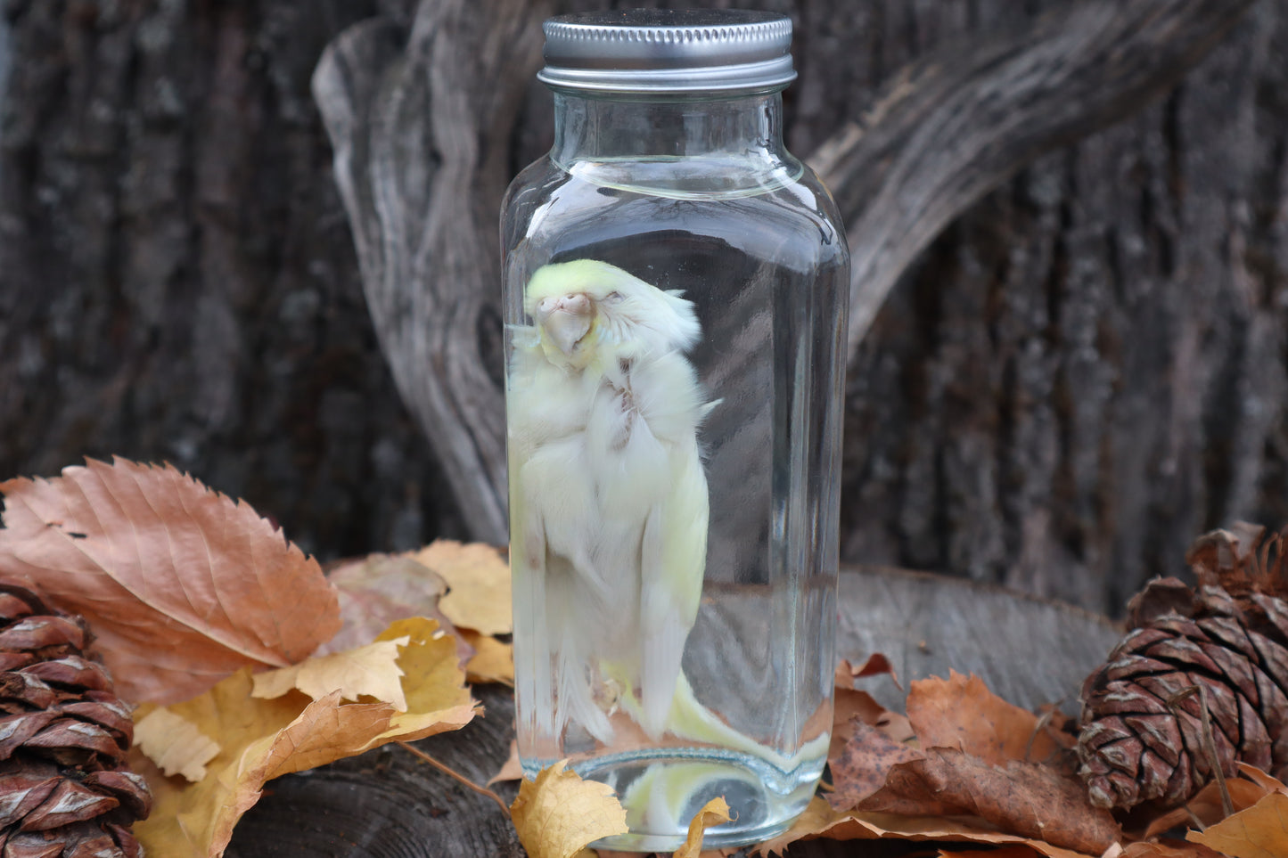 Parakeet Wet Specimen