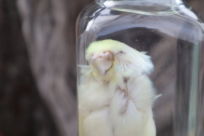Parakeet Wet Specimen