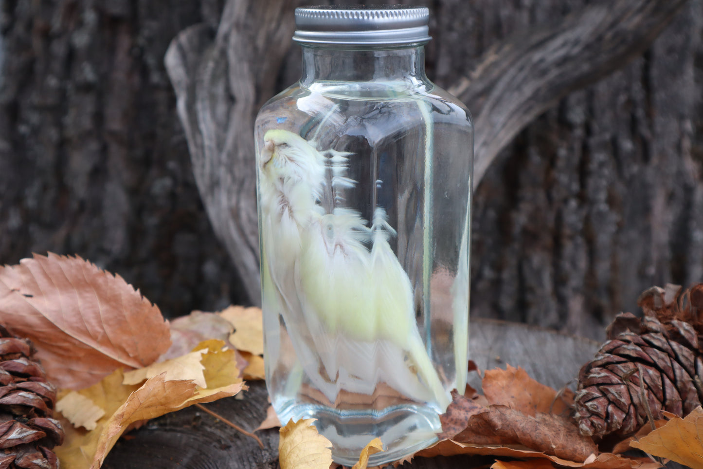 Parakeet Wet Specimen